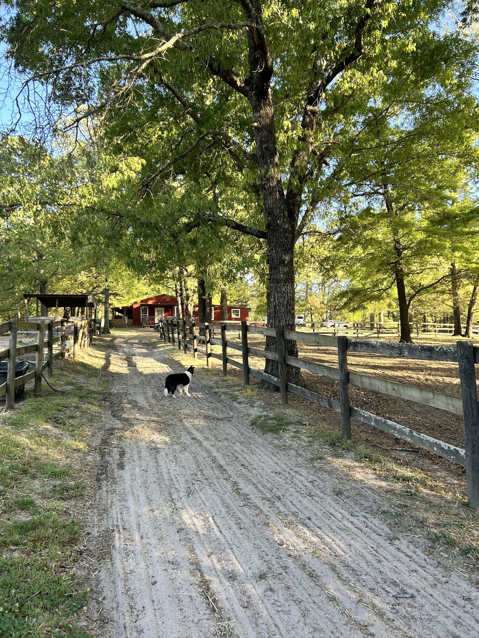 Tree-lined farm road and fencing for hacking at Merry Go Round Farm