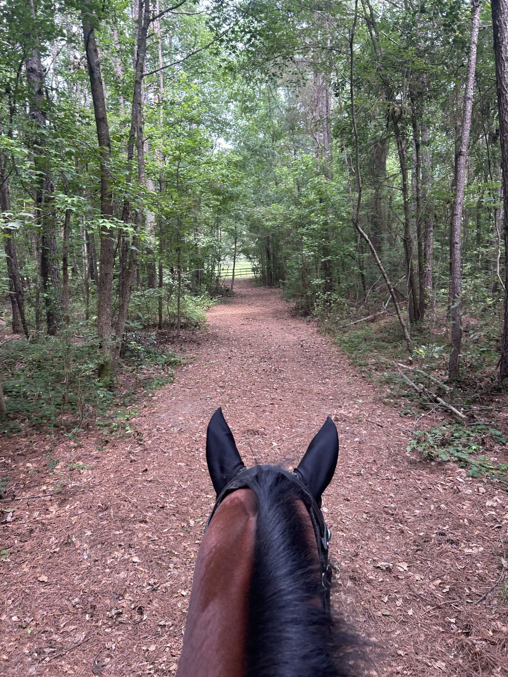 Wooded trail viewed from horseback