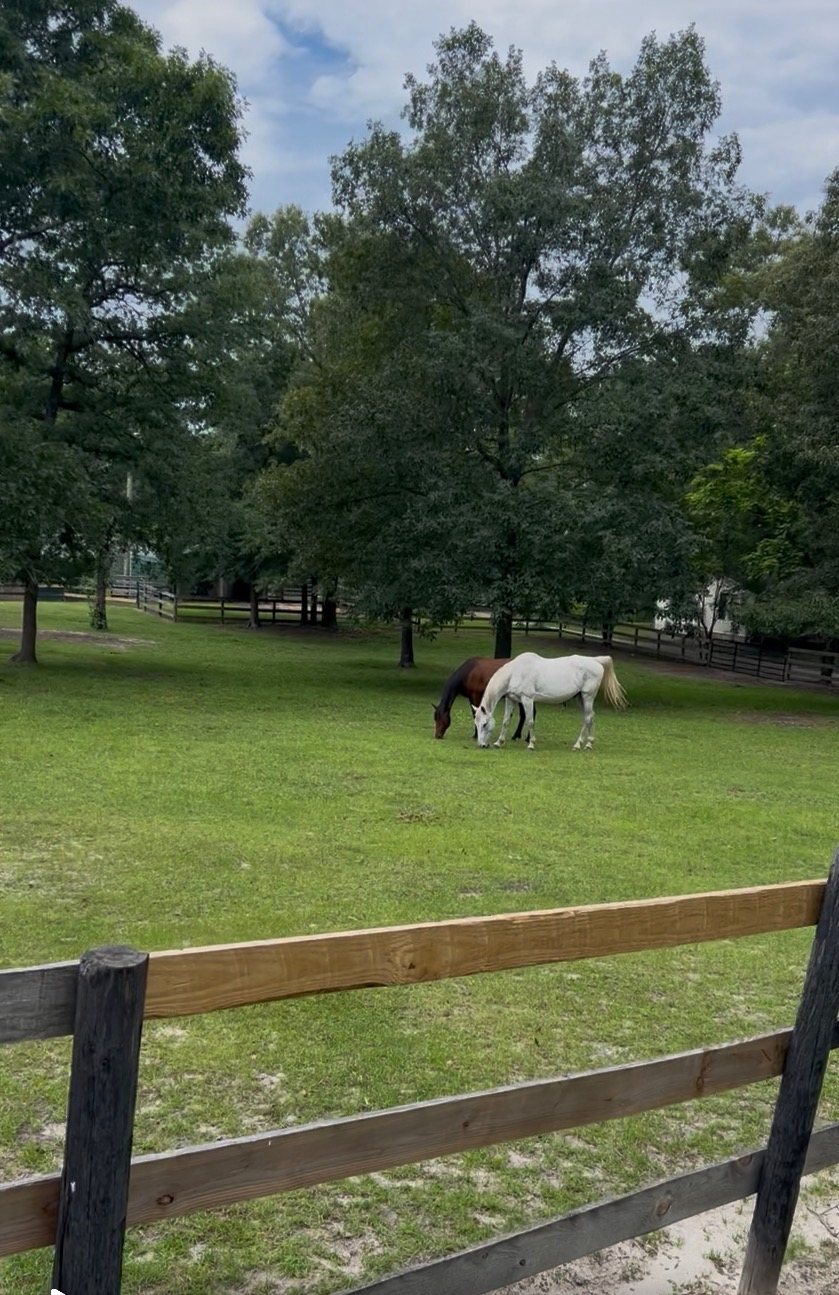 Horse grazing in a green turnout field
